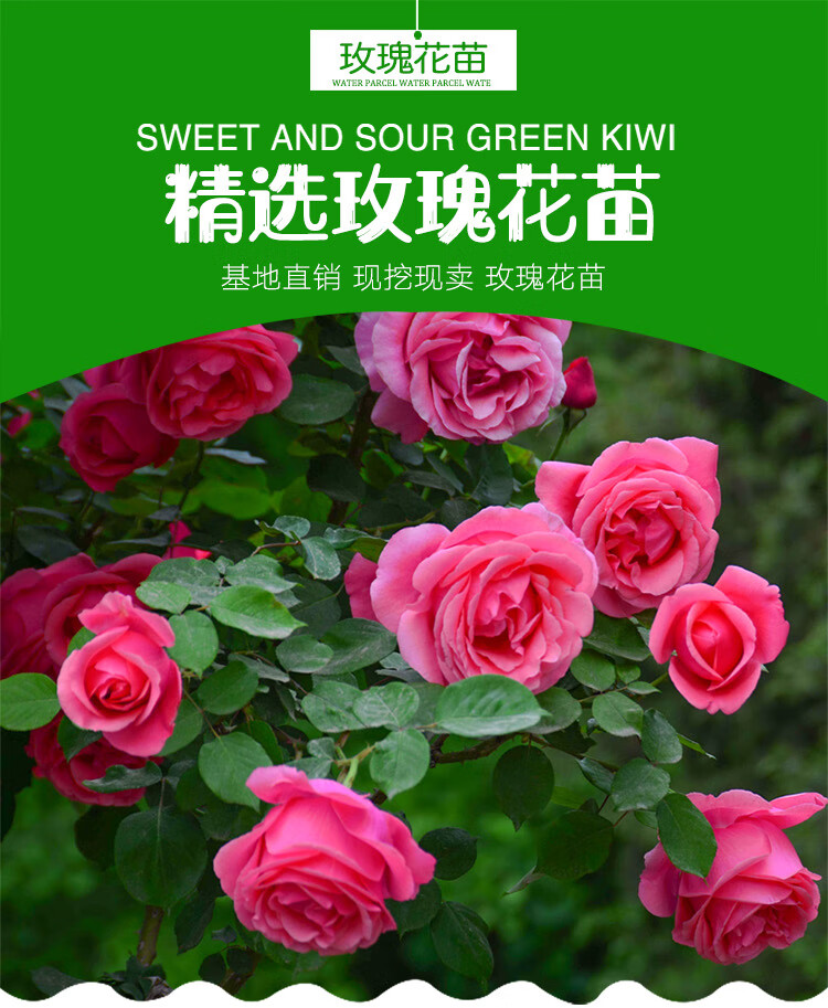 花卉室内庭院观花植物月季花苗可盆栽地栽 c16金凯利/6棵包成活【图片