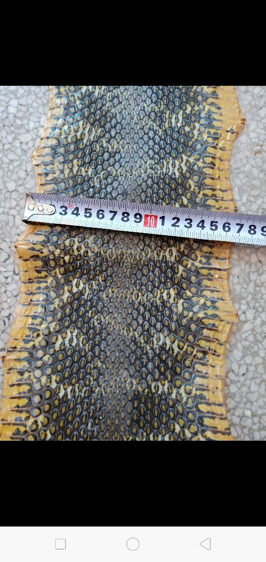 二胡皮乐器蒙皮大王蛇皮松花蛇皮单块圆筒二胡蛇皮乐器配件琴皮18厘米