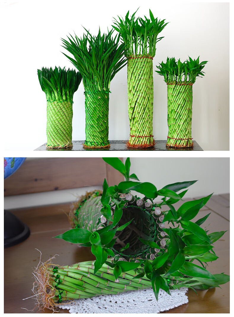 虎雀编织富贵竹水培植物花卉水养发财转运竹客厅室内带根盆栽大型绿植