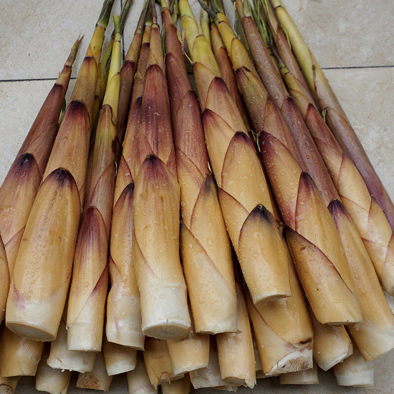 现货苦笋新鲜四川省乐山宜宾甜笋苦竹笋春笋嫩笋子带壳大笋7斤