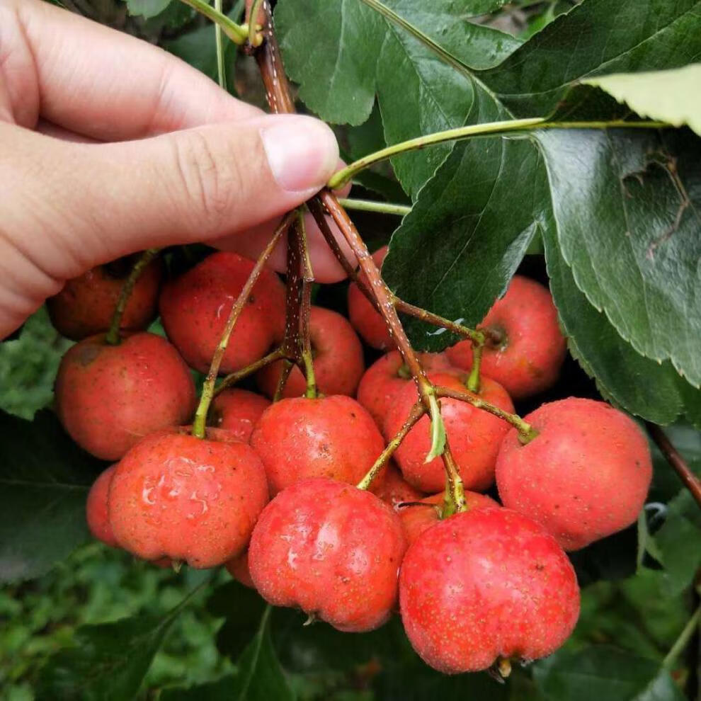 精选生鲜新鲜山楂果红果山里红特大纯生开胃水果糖葫芦泡水批发山楂果