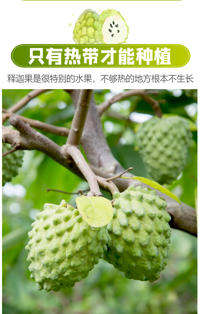 顺丰速运牛奶释迦果海南广东台湾四川多地种植牛奶凤梨攀枝花释迦果