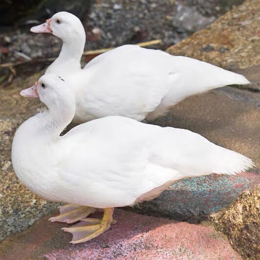 湛江农村白切鸭湖鸭散养鸭子整只土鸭番鸭农家鸭现杀 精挑细选下单现