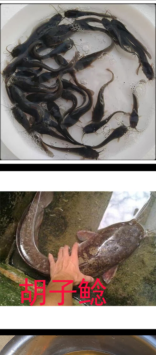 杂交三黄塘角鱼胡子本地塘鲺鱼苗塘鲺鱼苗革胡子鲶埃及塘虱小鱼苗塘角