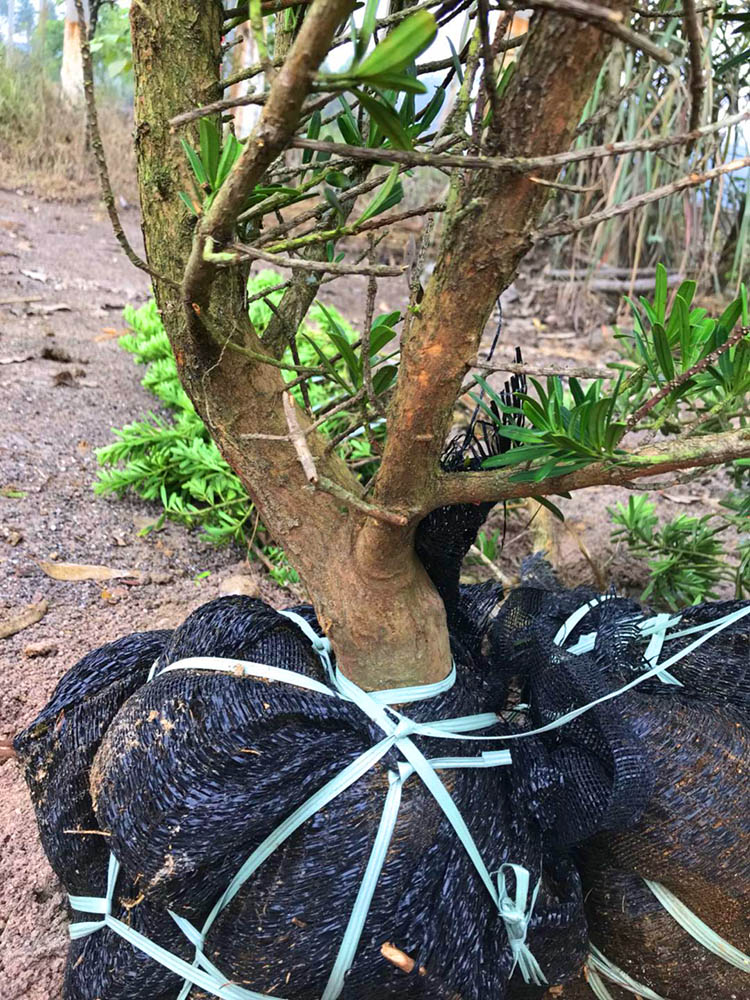 花姬正宗金鑽羅漢松綠鑽珍珠雀舌大型綠植客廳大樹苗扦插金鑽1525公分