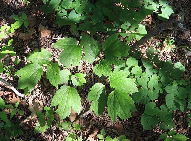 東北升麻野生窟窿芽根苦老芽根升麻粉無硫鬼臉升麻500g中藥材【圖片