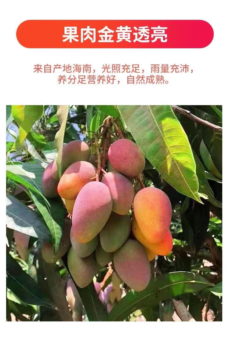 海南贵妃芒10斤芒果现摘当季新鲜水果水仙忙金煌芒树上熟芒果5斤豪华