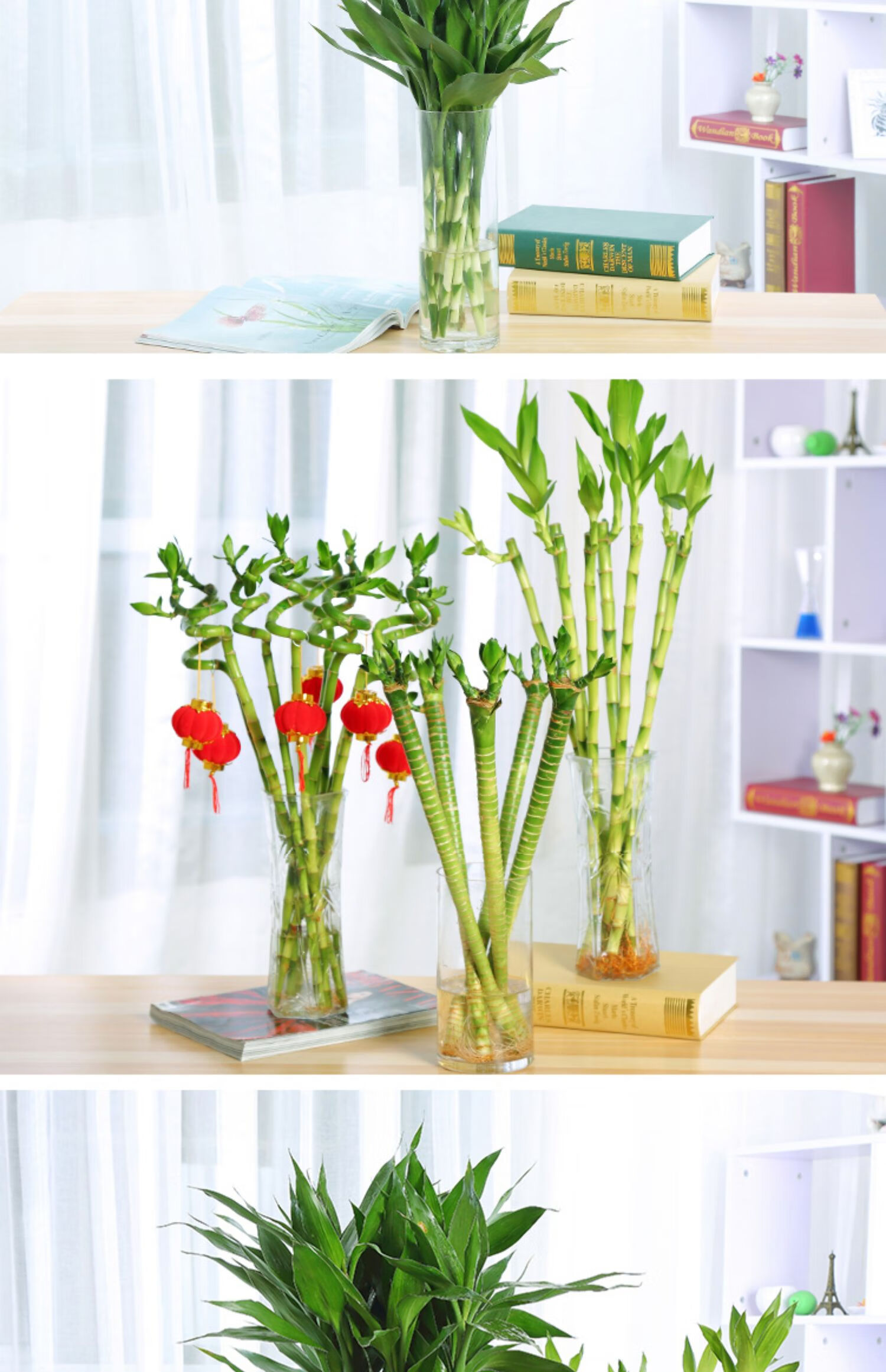 富贵竹水培植物转运竹开运竹水养客厅弯竹带根盆栽室内绿植节节高麦桑