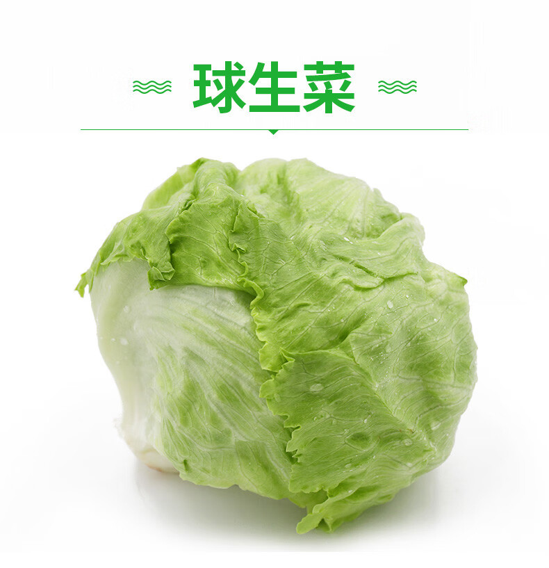 鲜美惊球生菜5斤装汉堡用西餐新鲜沙拉食材结球形圆型西生菜1500g