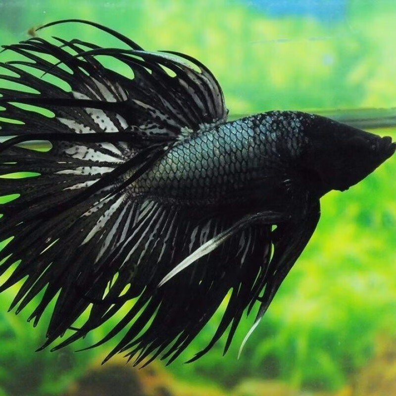 京选推荐泰国斗鱼活半月狮王马尾斗鱼抱卵母鱼活热带鱼观赏小型鱼蓝色