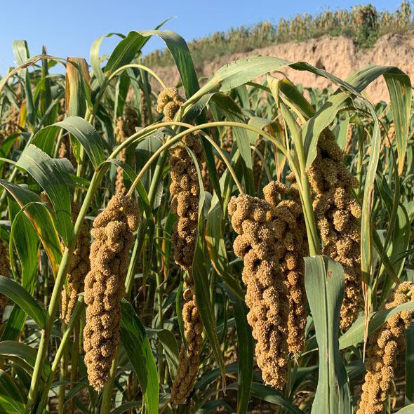 小米粥小黄米 五谷杂粮 真空装 粥米 高品质西北陕北延安21年新米农家