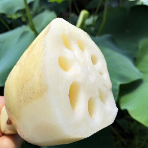 中材中草治流鼻血现挖现发 3斤装新鲜藕节真空包装泡沫盒加冰【图片