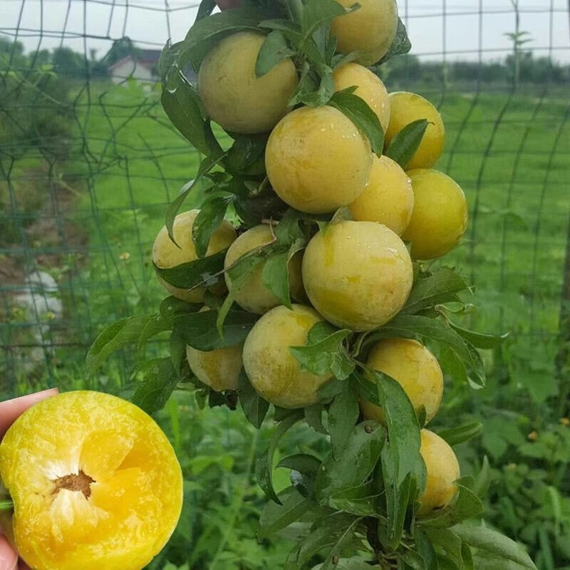 蜂糖李子樹苗南方北種植當年結果新品種特大四川貴州雲南早晚熟脆李