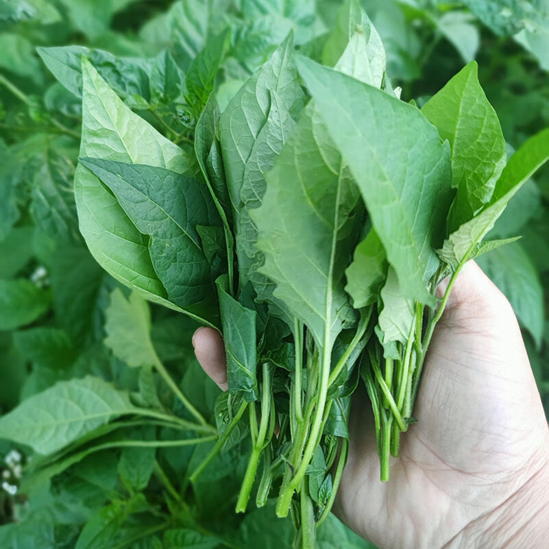 现摘龙葵草嫩芽嫩叶当菜吃2000g【图片 价格 品牌 报价】-京东