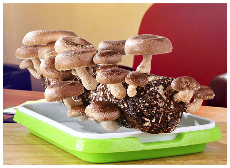 香菇种植包蘑菇菌包菌菇平菇儿童幼儿园植物小盆栽食用菌家庭新鲜