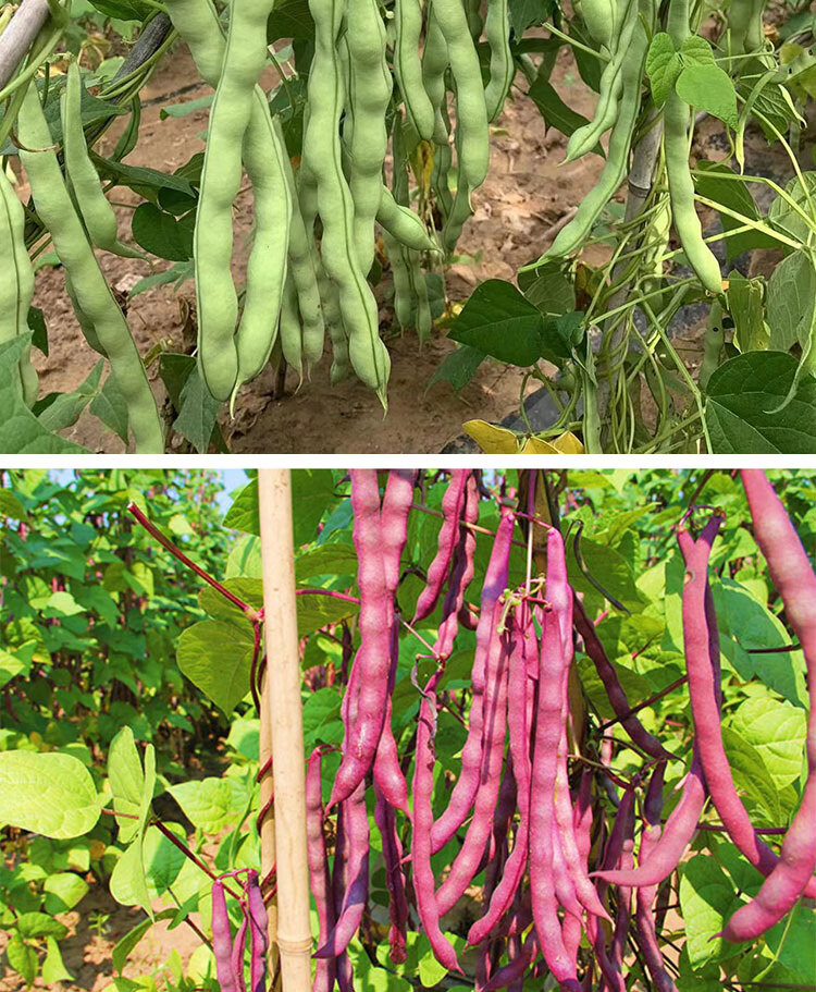 贵州四季豆种孑青棒豆芸豆无筋青荚无架四季豆种籽高产蔬菜种籽子白棒