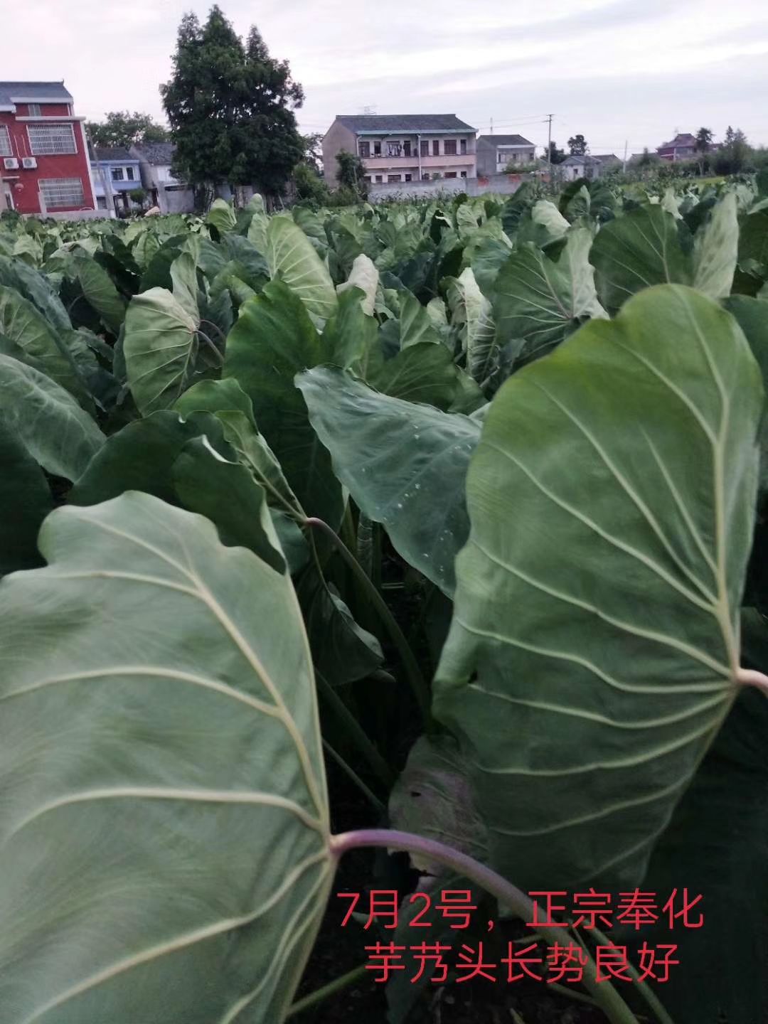 寧波奉化溪口芋艿頭種子芋頭苗大芋頭毛芋子種籽農產品自產自銷3斤