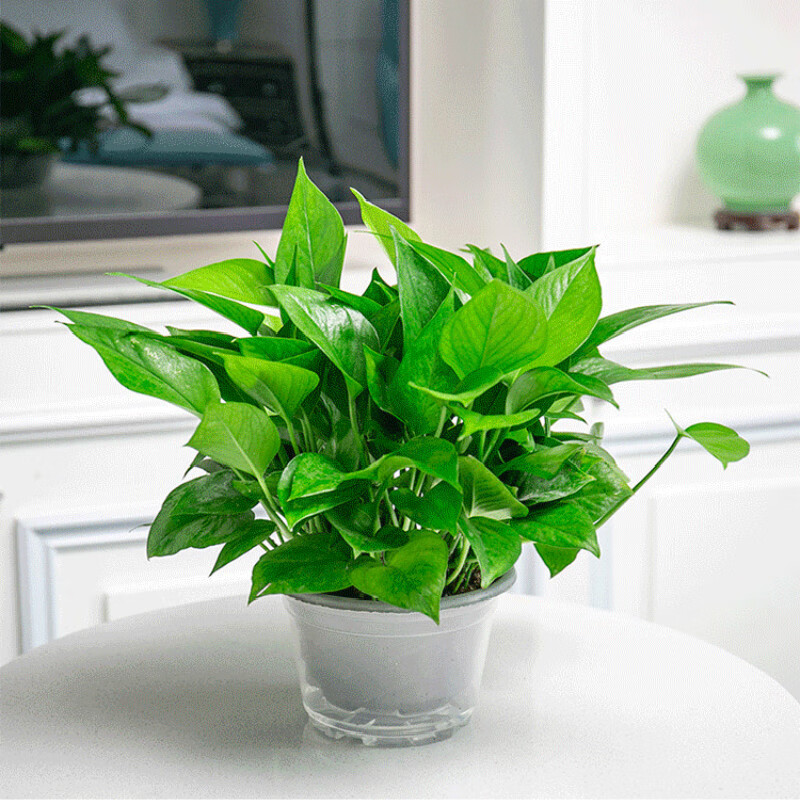 绿萝盆栽花卉植物室内绿萝长藤垂吊水培好养盆景大叶绿箩z1 180绿萝4