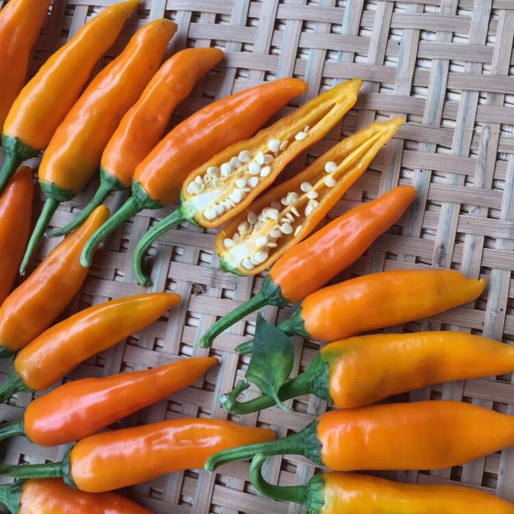9折 福建永安黄椒500g装小米辣泡椒特产美食香辣黄辣椒新鲜农家自种