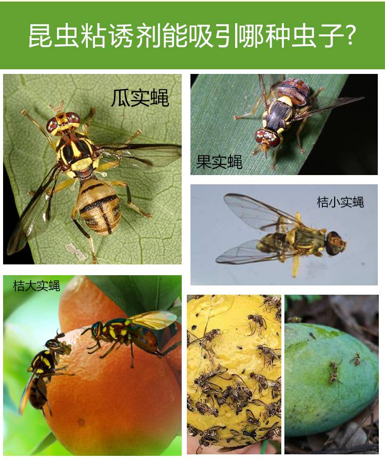新款果蝇诱捕器瓜果实蝇诱粘剂果蝇药针蜂贴引诱剂昆虫诱捕器诱捕剂粘
