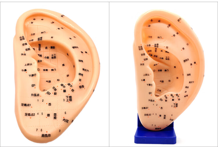 冀御 清晰刻字耳模型耳穴模型按摩针灸教学穴位耳穴人体反射区耳朵模
