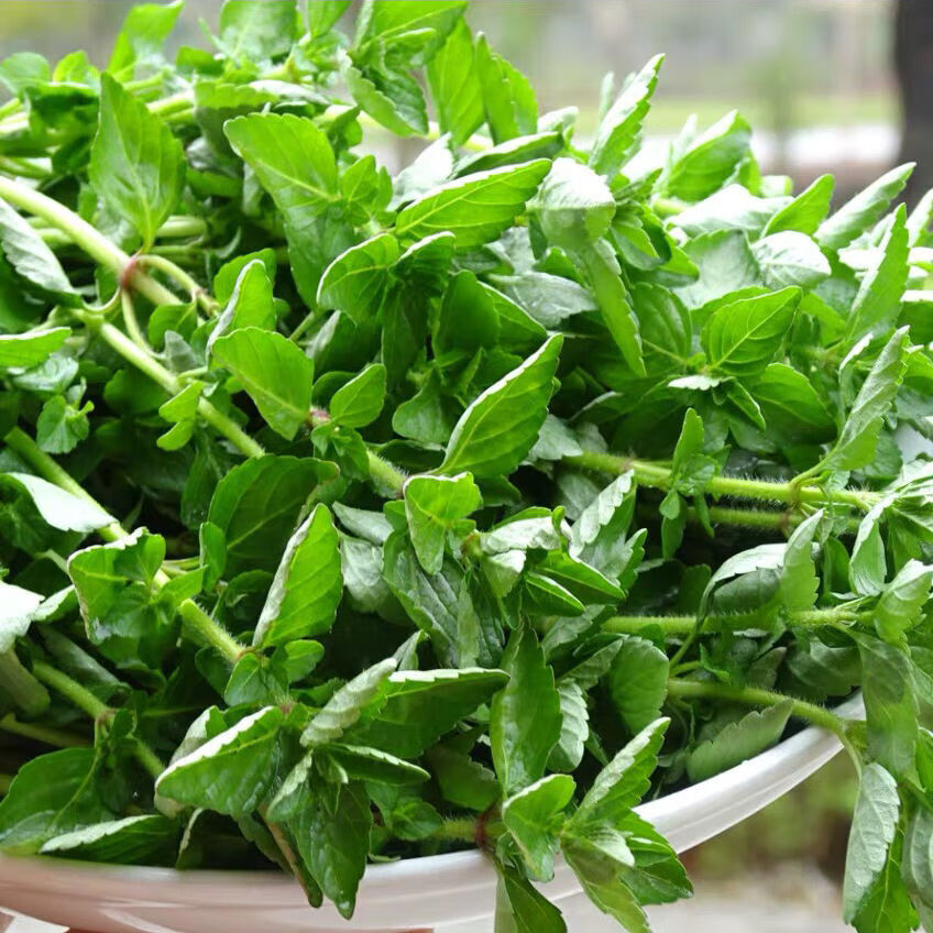 云南德宏野生水香菜新鲜蔬菜水香菜野菜香菜凉拌煮鸡蛋1000克火锅云南