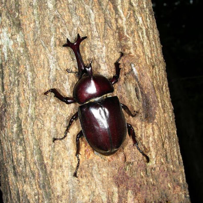 甲虫活体独角仙幼虫成虫甲虫昆虫宠物好养成虫5060厘米公虫母虫