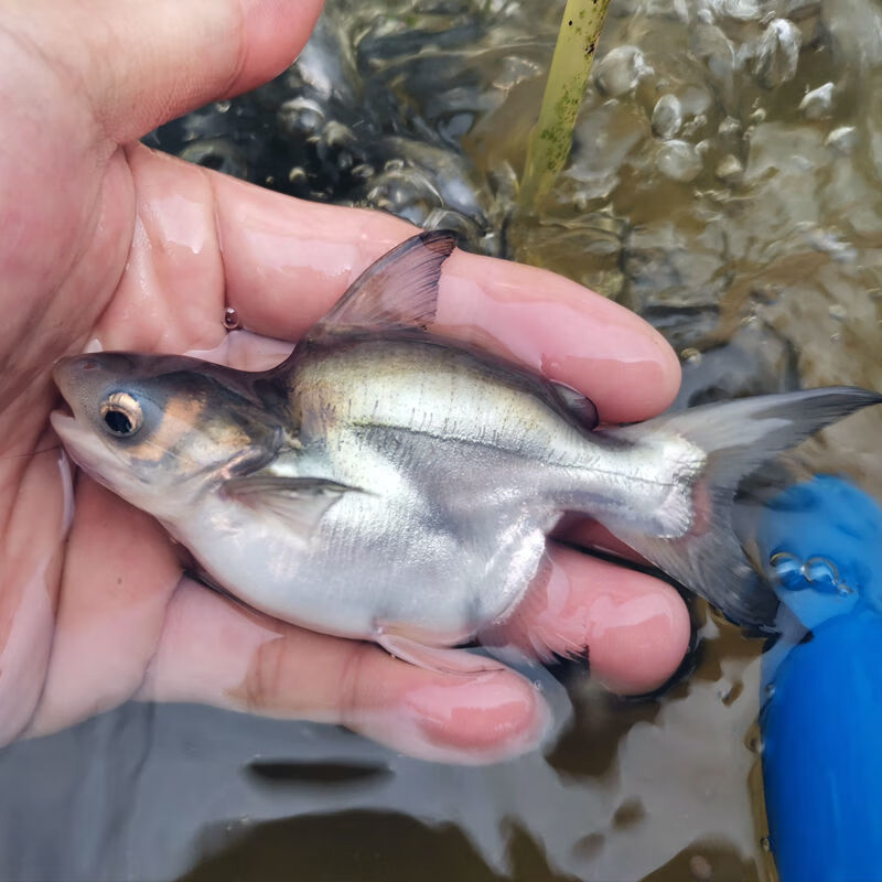 球鲨短身成吉思汗鲨大白淡水鲨大型热带鱼观赏鱼鱼苗