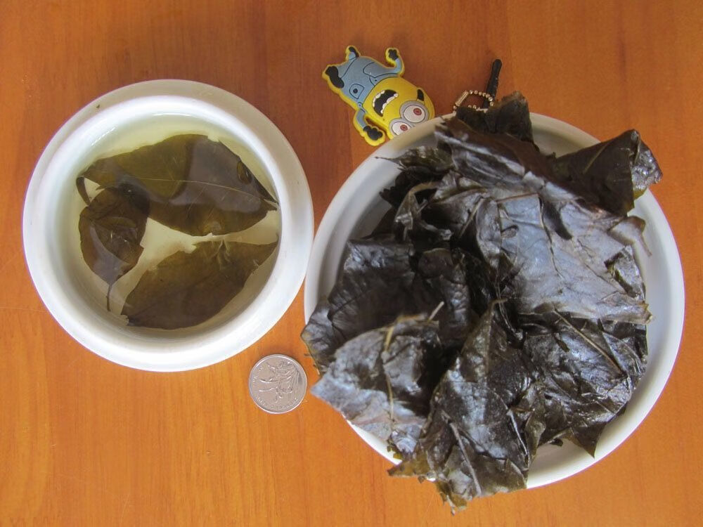 有仁堂毛冬青 新货云南毛冬青叶干毛冬青茶 苦甘叶中药材毛东青干货