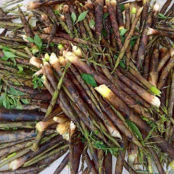 新笋安徽特产笋干干货天然茶笋燕笋干加盐无硫绩溪绿笋黄山 250g