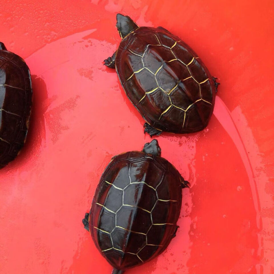 苏北金线草龟乌龟活体外塘龟宠物水龟观赏龟情侣龟草龟苗 精品苏北