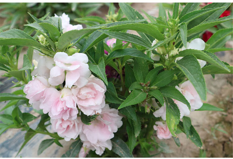 樂子君重瓣鳳仙花種子花種籽四季易活花草種子茶花鳳仙花種子指甲花易