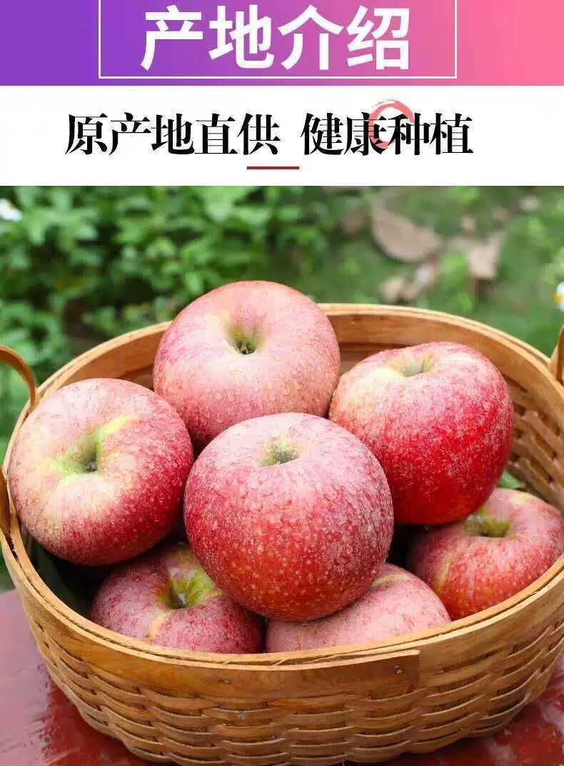 陕西老树秦观苹果粉面水果纯甜天然丑苹果5斤带箱10斤大果带箱10净重