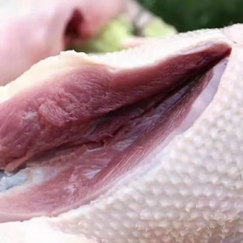 大雁整只现杀速冻农家散养大雁鹅冷冻礼盒查干湖周边鸿雁整只散养大雁