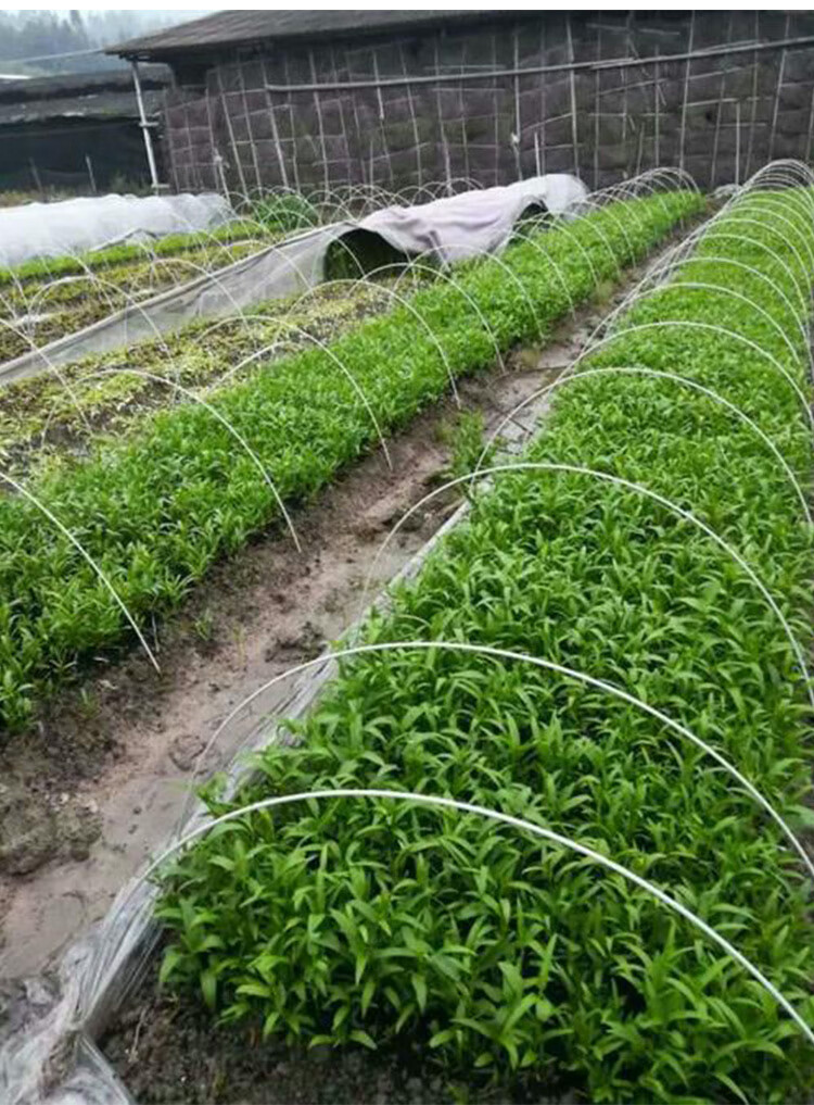 蔬菜小拱棚支架农用花卉育苗保温棚菜棚拱杆撑杆玻璃钢弹力棒拱竿6