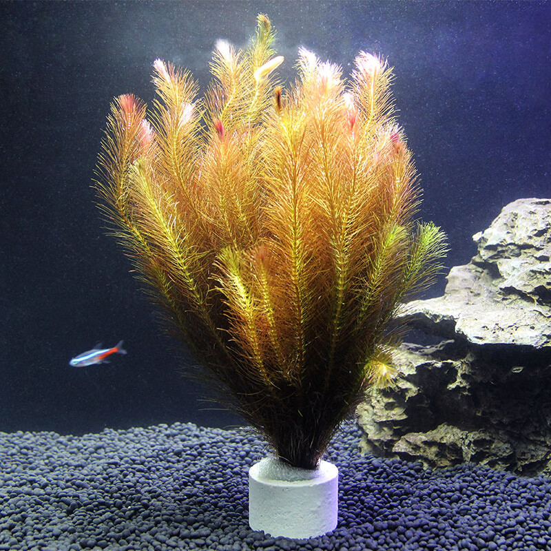 鱼缸植物造景中后景阴性淡水增氧懒人水草入门无需底沙易活耐养绿松尾