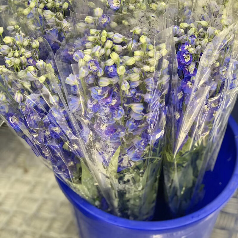 小飞燕鲜花家庭客厅插花大飞燕鲜切花 国产深蓝色大飞燕5枝 到新货后