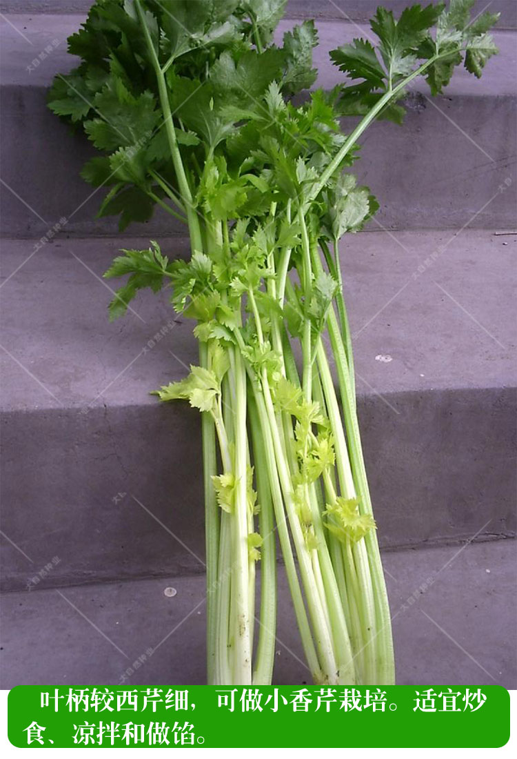 章丘鲍芹种子中国本芹菜种籽实心香芹阳台盆栽春秋季四季蔬菜种孑