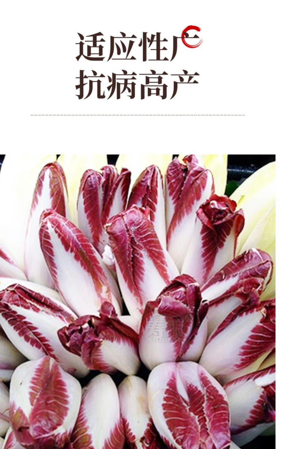 金玉蘭菜種軟化菊苣種子種籽苗苦苣苗根菜苗四季菜根蔬菜特色孑黃菊苣