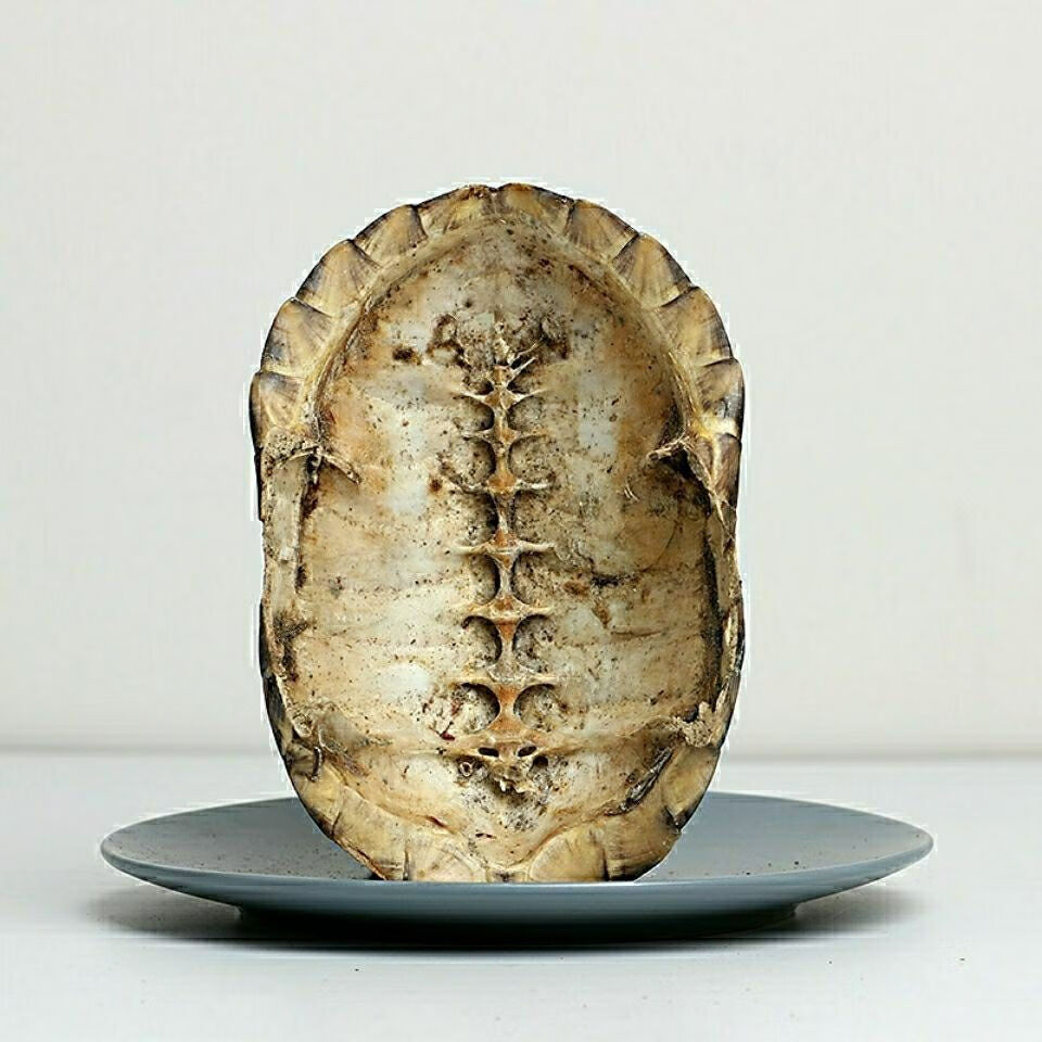 龟甲 龟壳 乌龟甲 中药材龟壳 龟上甲 龟壳250克【图片 价格 品牌