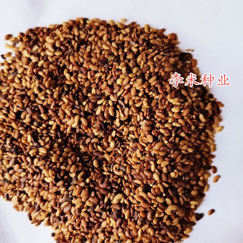 时艺金花菜种子上海大叶黄花草头种籽耐热耐寒抗病春秋季播苜蓿草种孑