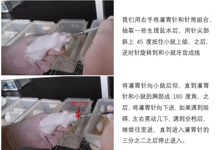 小鼠腹腔注射硫酸镁图片