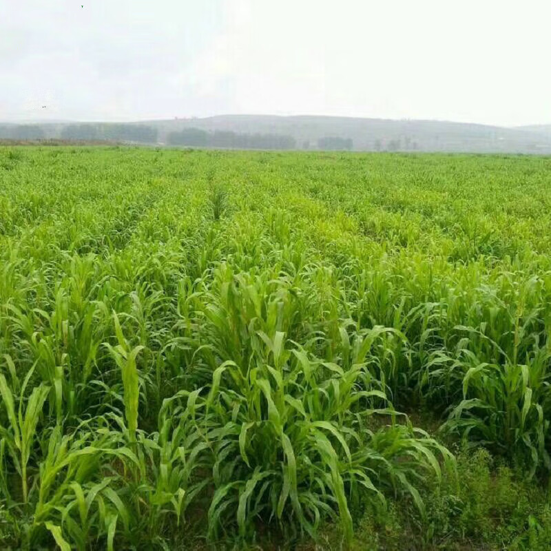 乐诗曼 美洲杂交狼尾草种子 耐旱 产量高 生长快 畜禽牧草籽猪牛羊