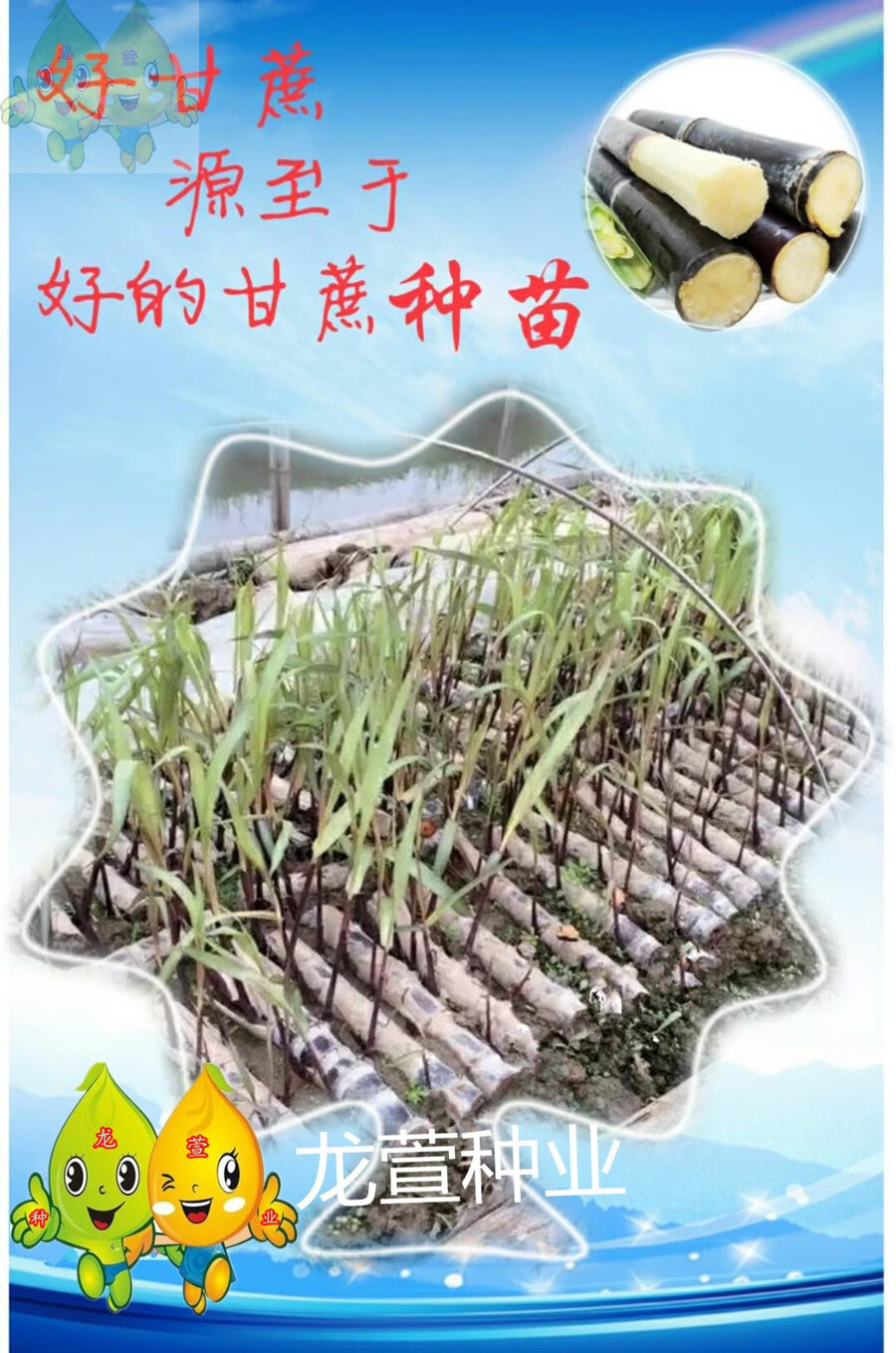 正宗广西黑皮甘蔗苗果蔗新鲜水果甘蔗种苗南北方家庭种植甘蔗种籽10根