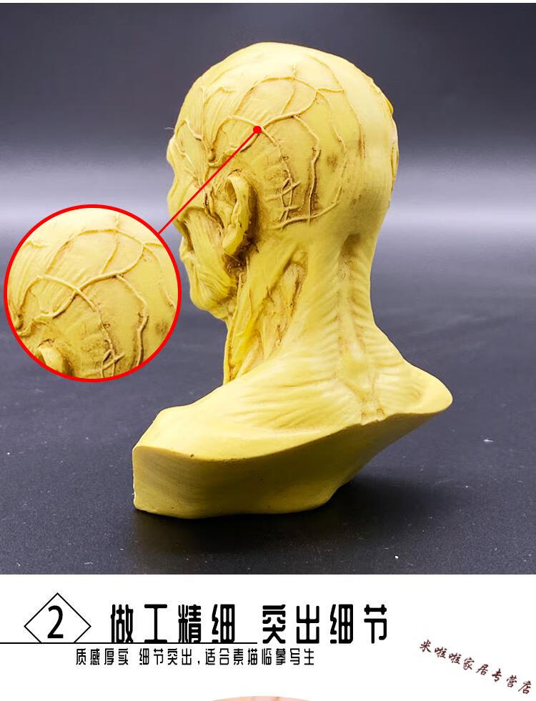 佟年人体头部肌肉结构模型人头解剖素描速写美术教学骨骼骨架骷髅