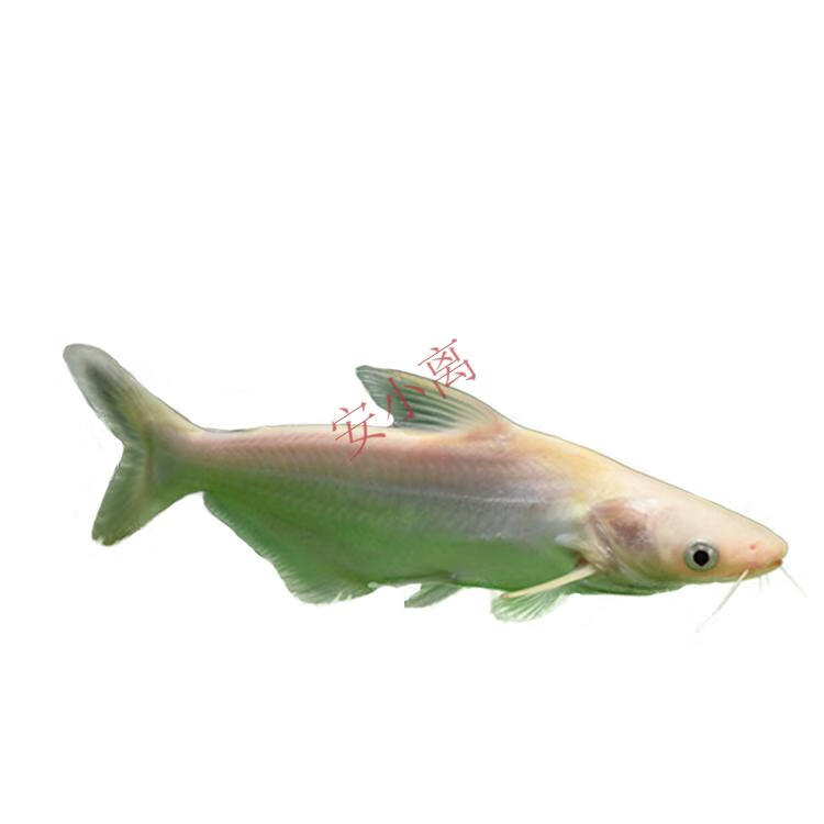 【安小离】鲨鱼活体蓝鲨虎鲨白化鲨活鱼苗劳伦迪中大型热带淡水族宠物