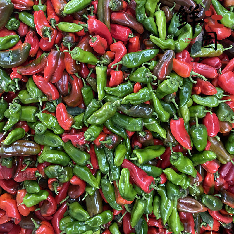 新鲜花辣椒135斤泡椒青红尖辣椒炒剁辣椒酱蔬菜批发现摘现发新鲜花