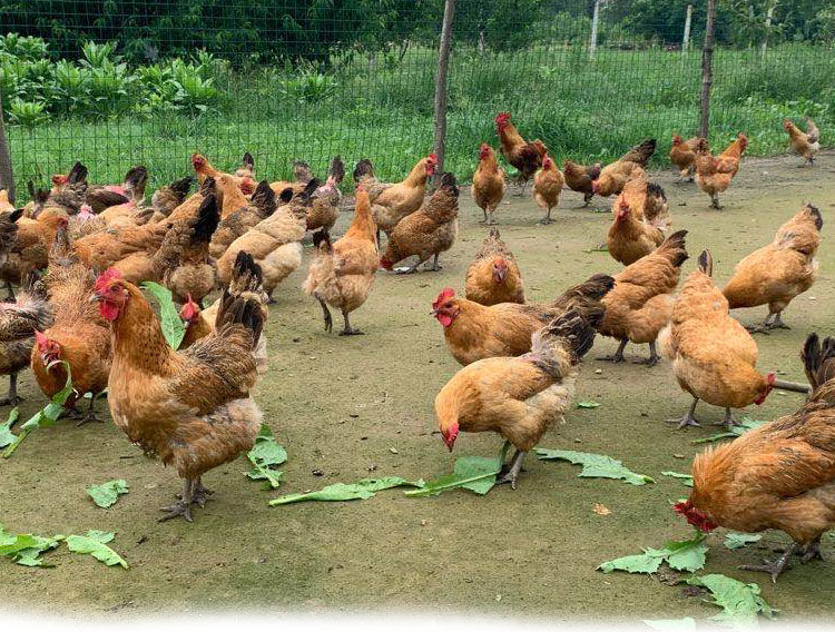 2年老母鸡34斤农家散养23年现杀老母鸡土鸡月子走地鸡笨鸡姬美食尚黑