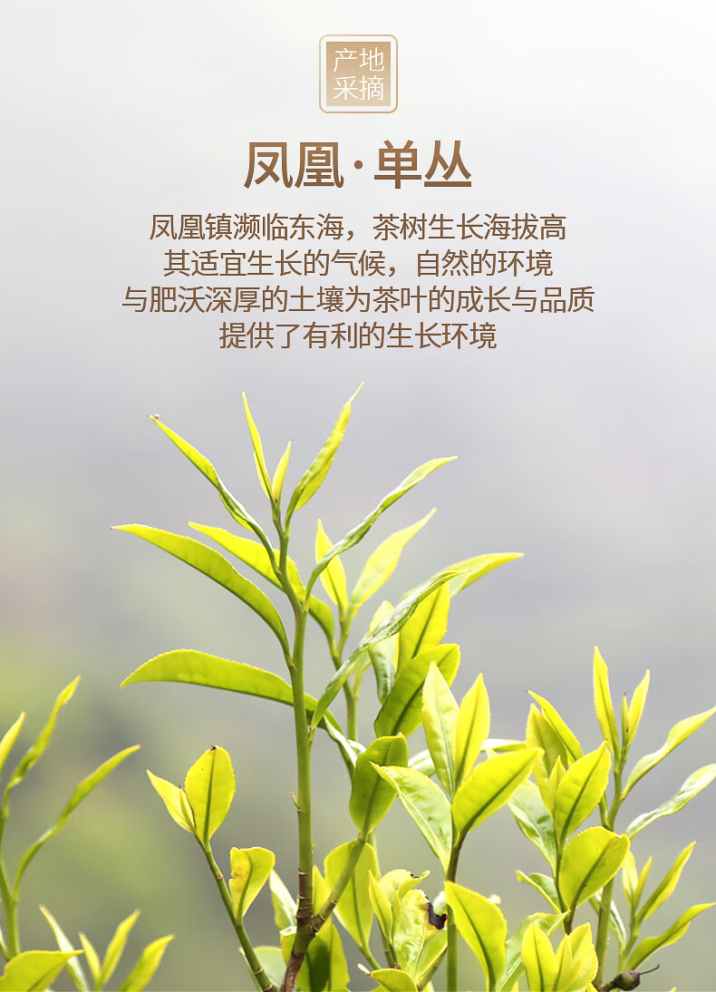 凤凰鸭屎香单枞茶 潮汕乌龙茶叶 银花香单丛茶 高山单从茶【图片 价格