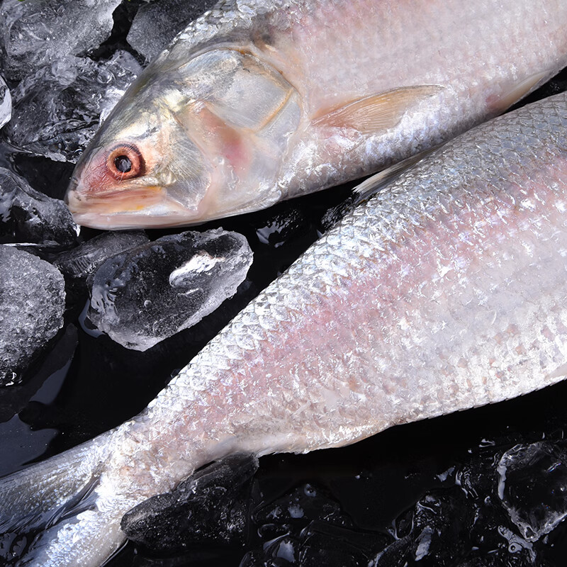 精品大鲥鱼1条约17斤3斤冰鲜2224斤原味